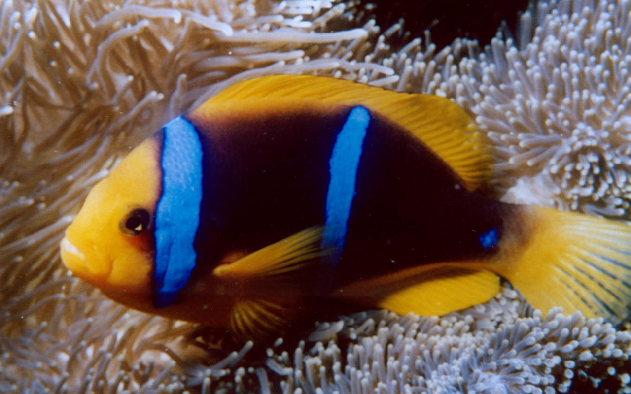 Amphiprion chrysopterus